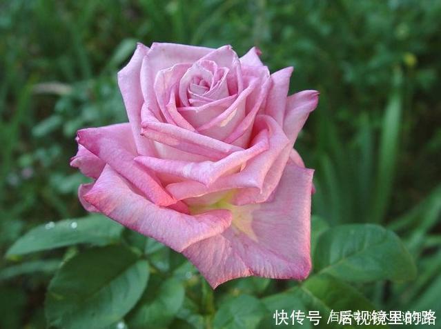 20款紫色月季品种。浓香、抗病非常好养,天然紫色唯美盛开