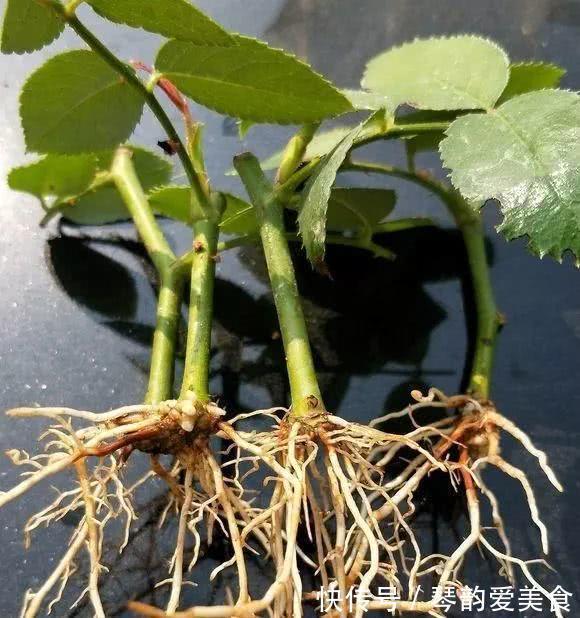 立秋后，建议扦插6种花，温度适宜“利于”生根，成活率高