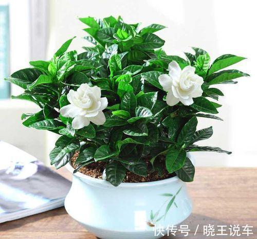 寒冷的冬天,栀子花的养护谨记4点,枝粗叶大,越养越旺盛