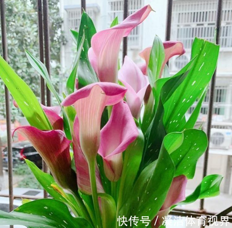 繁花似锦|家里喜欢养花,此款花卉四季常开,花色繁多易爆,四季繁花似锦