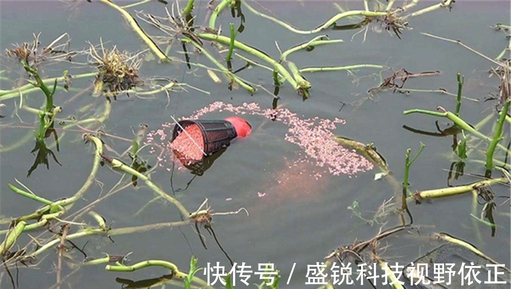 收获|野钓鲫鱼,能做到“三多”和“两勤”,收获一定少不了!