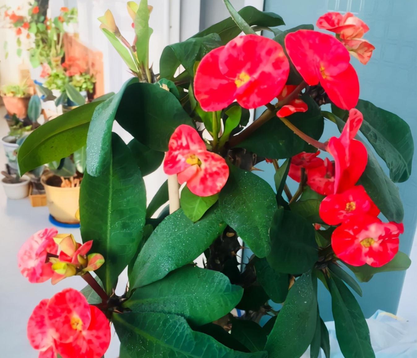 四种皮实花，观赏价值高，还寓意吉祥，能净化空气，值得拥有