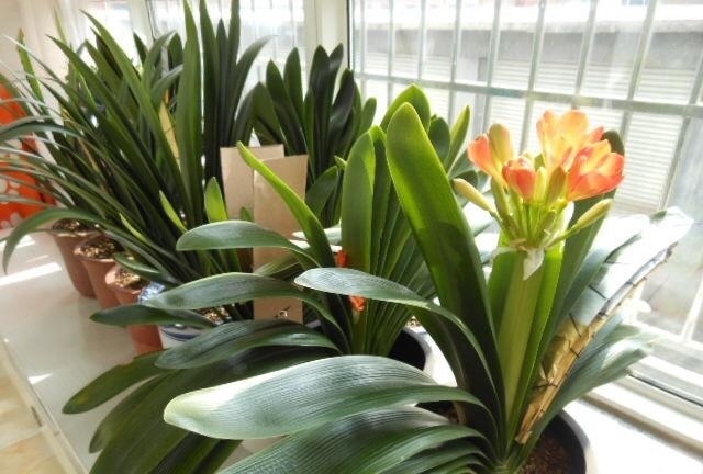 君子兰“烂根”别扔了，1种药水泡一泡，20天生根，长得更旺