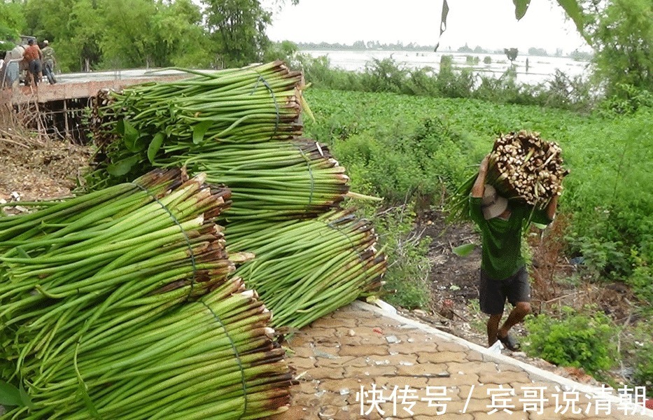 氨基酸|有种野菜本是割来喂猪,有钱人都爱吃,营养贼高