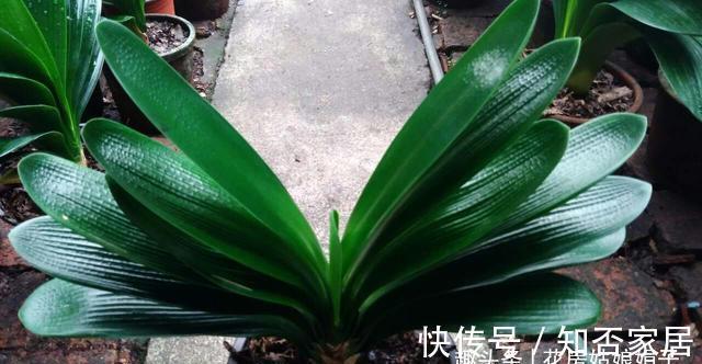 君子兰|君子兰一叶苗的栽培法,详细过程描述,只需要注意这几点就行