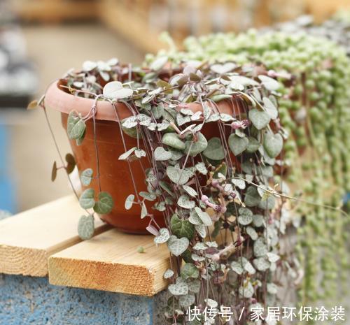 阳台|北阳台也能养殖的多肉植物,皮实耐阴颜值高,你值得拥有