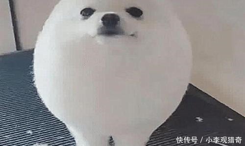 金毛剪毛个性狮子造型