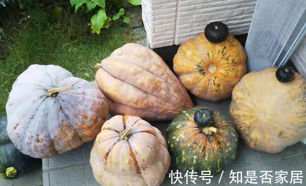 南瓜|菜园结的南瓜多得吃不完，我把南瓜晒干，没想到比牛肉干还好吃