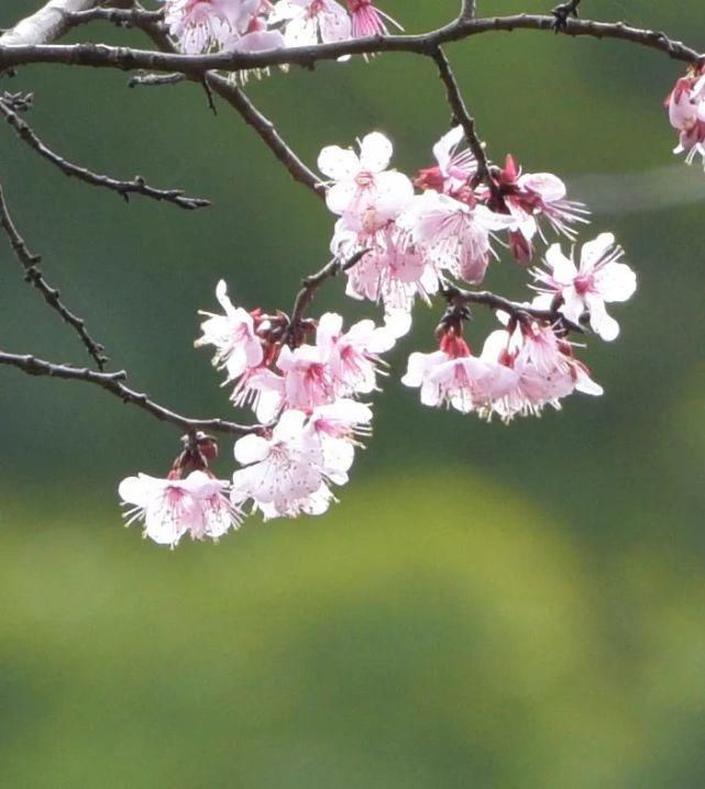 长城|这里的杏花悄悄绽放