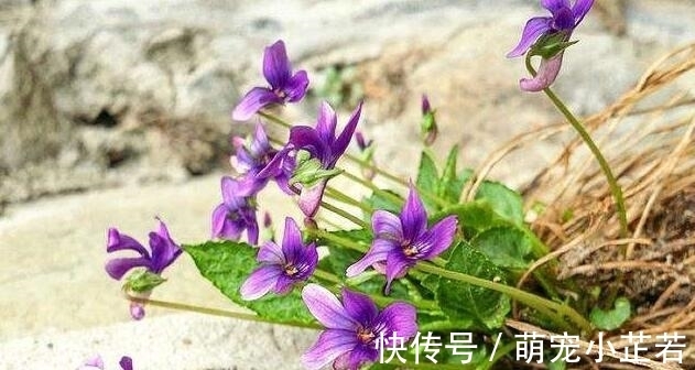 老人|它叫地黄瓜，是包饺子的好材料，很多老人吃过，如今知道的人不多