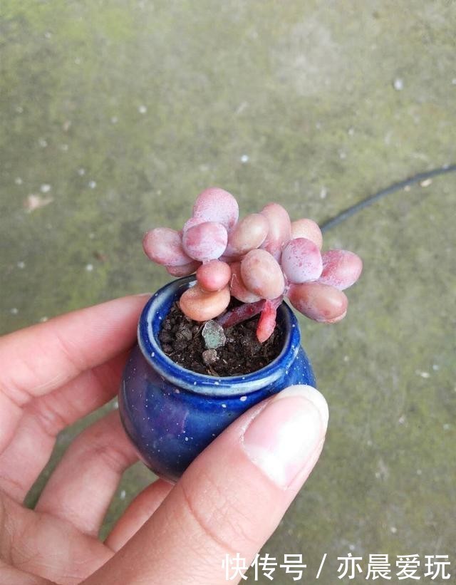 普货|公认漂亮好养的10种普货多肉,紫乐上榜桃蛋失冠,排在第一竟是它