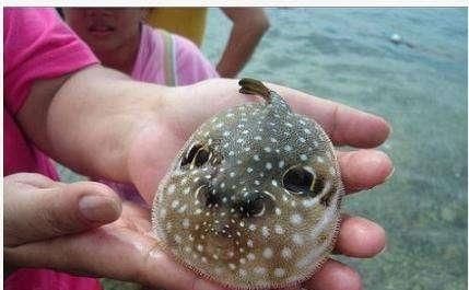 只能|如果世界上只剩下这6种黑暗料理,只能选其一填肚子,你选哪个