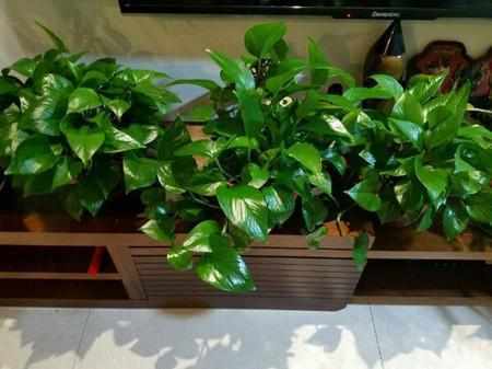 阳台上|想要绿萝不黄叶不烂根就得这样养,不仅不黄叶,还能常年绿油油