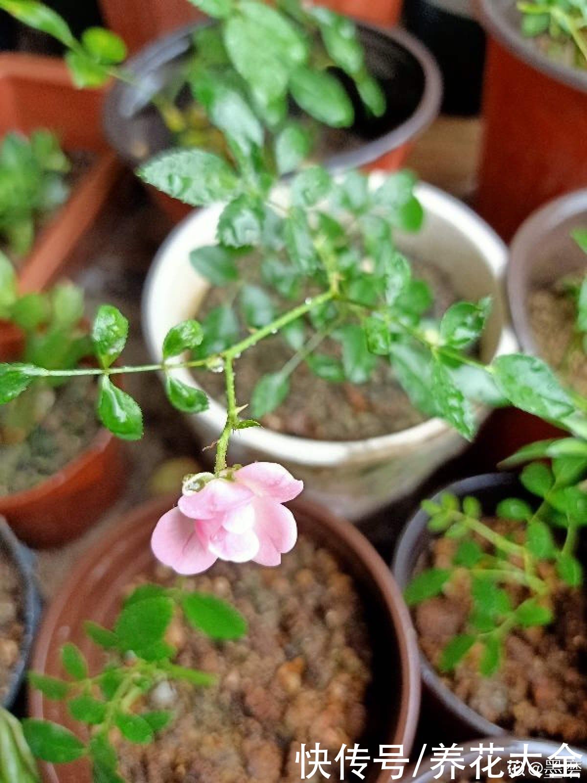 狗牙根|秋天扦插5种花，呼呼冒出“狗牙根”，明年春天就开花