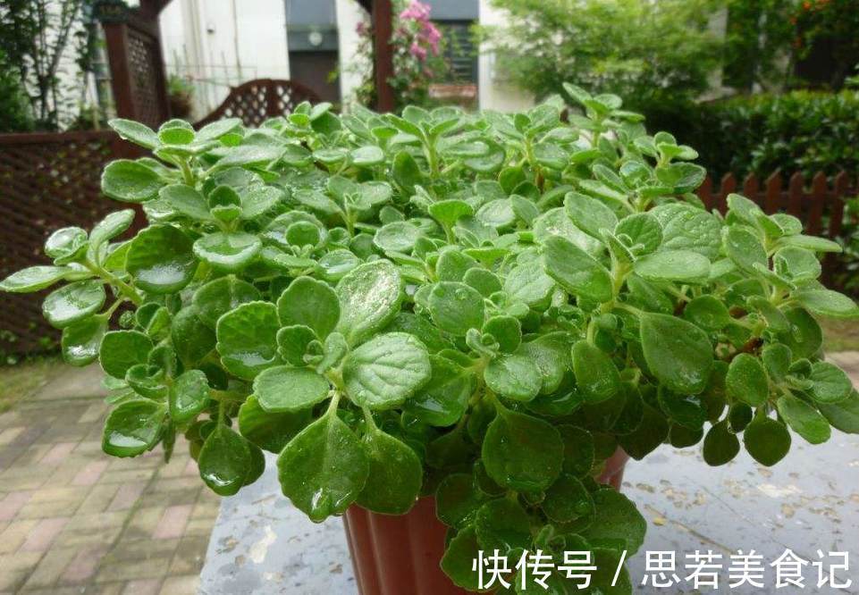 七种花很“养人”,卧室客厅放几盆,好看吉祥“睡得香”