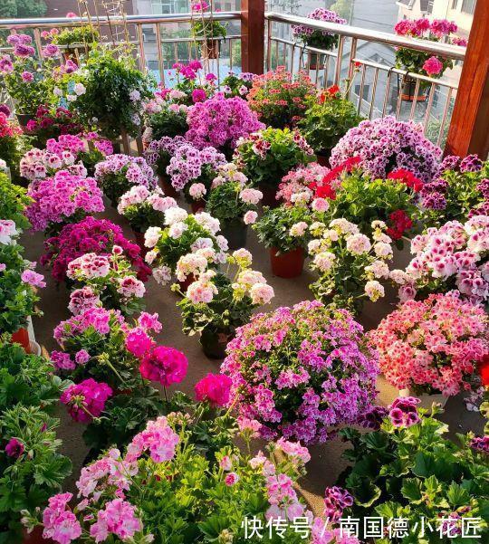 白掌|5种“漂亮花”,从来不生虫,家里干净卫生,花开不断,真省心