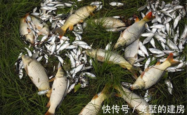 调漂|钓鱼技巧:子线钩距的大小,是由这些因素决定的,大小都有利弊