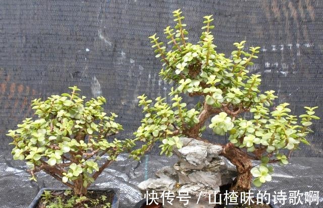 养金枝玉叶盆景，光浇水施肥没用，得会修剪才行，造型好看价值高！