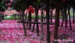 付强:冬天,月季花开