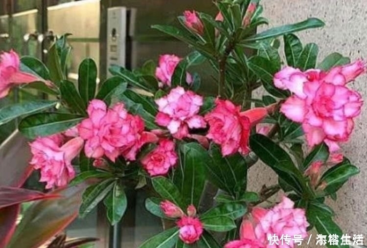 名字|4种花给点水就呼呼长，不仅名字好听，花也超美，谁养谁喜欢