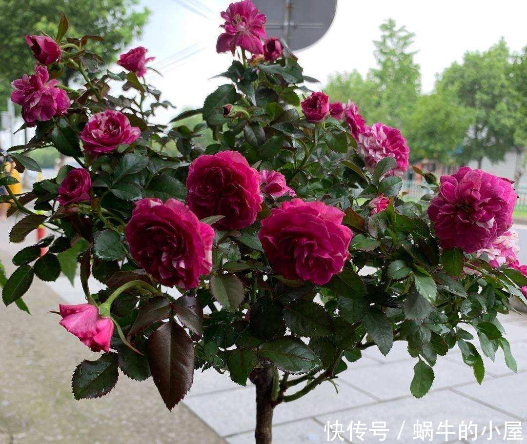 可爱|有一种花好可爱,像棒棒糖一样,只听名字就觉得心里好甜