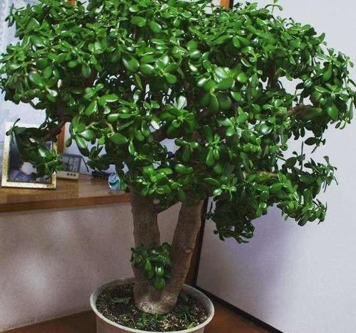 玉树用什么肥最好？