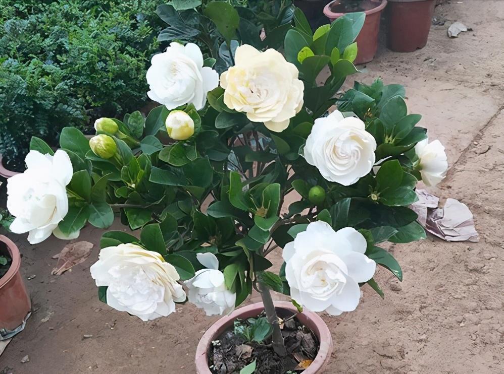 大水|3种漂亮花,都需要“大水,大肥,大太阳”,开花才会爆