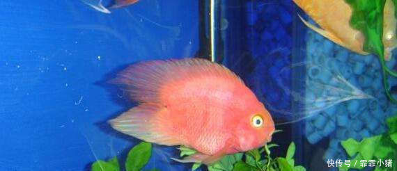 最亮|最亮的颜色的鱼外表很漂亮,受到人们的喜爱