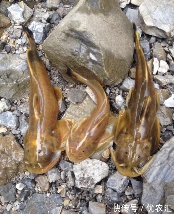 这鱼1000一斤？老家深山里，以前一天能钓百条，土话叫吸盘鱼