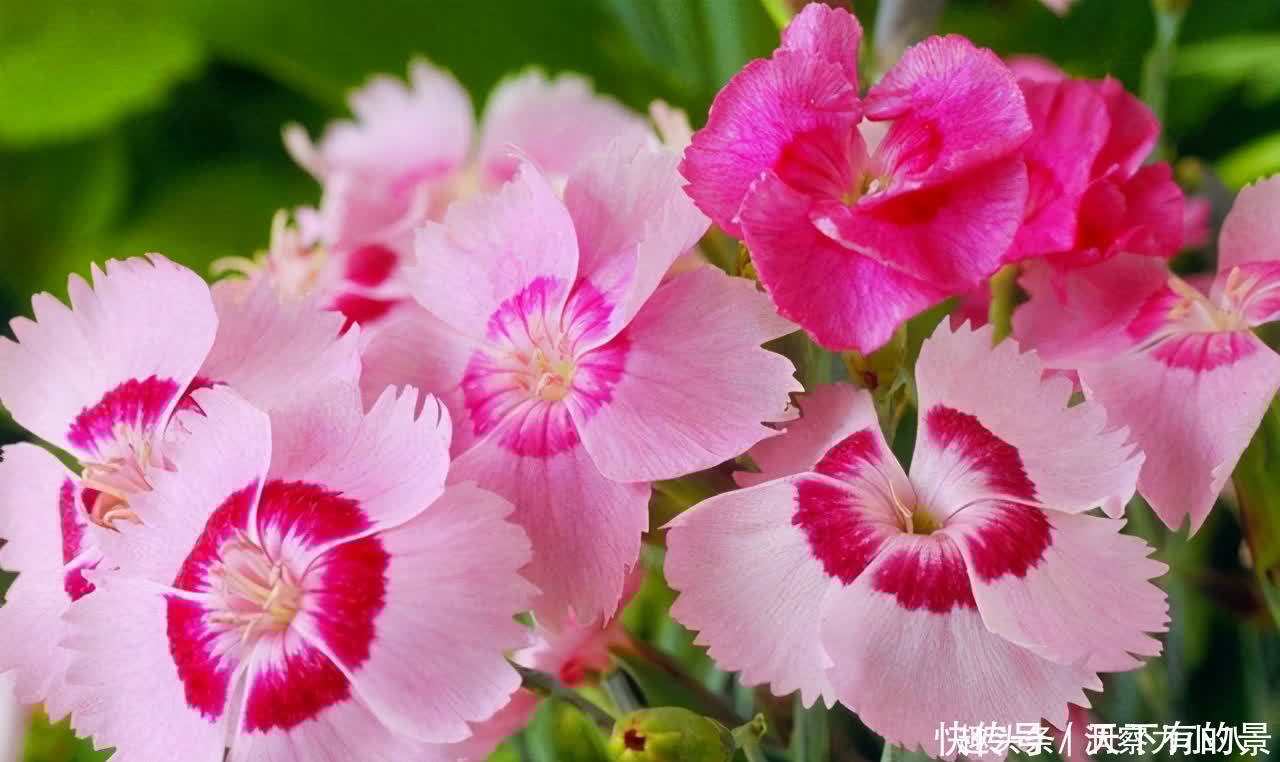 懒人新宠“石竹花”,遇水疯长“满屋香”,大户人家都爱养