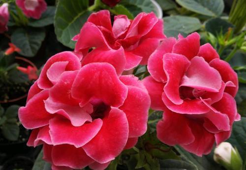 3种喜阴花,就怕太阳晒,“阴”着养不黄叶,越长越好看!