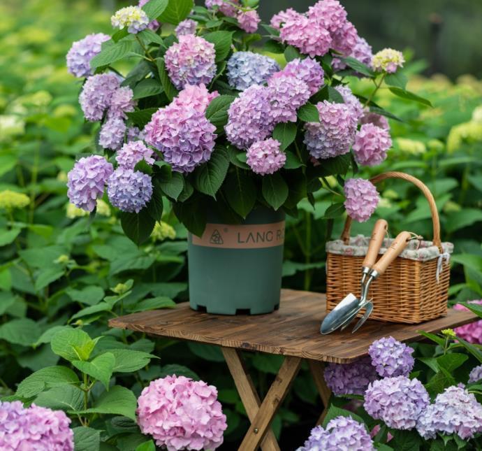 琴叶榕|这些“漂亮花”,7月不修剪,来年没花看,后悔一整年