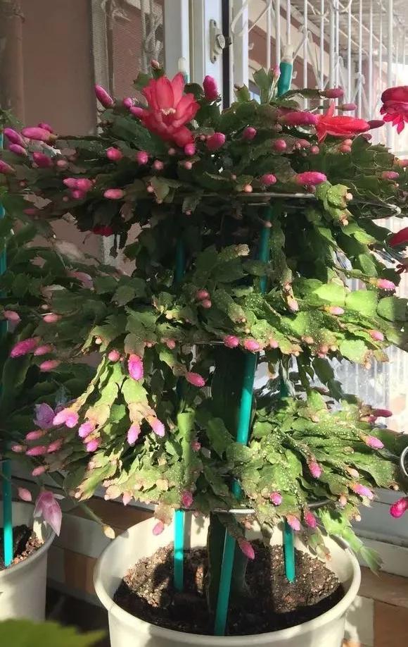 5种花最怕乱浇水，浇错了就烂，浇得越多，死得越快！