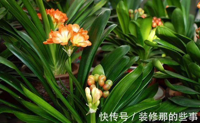 休眠期|夏季养殖君子兰,环境不同,浇水方式不一样,可别做错了