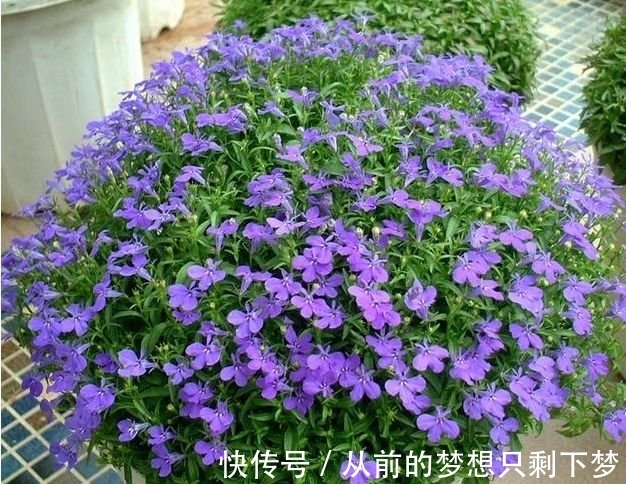 养花就养这几款,365天开不停,养几盆,全年有花赏!