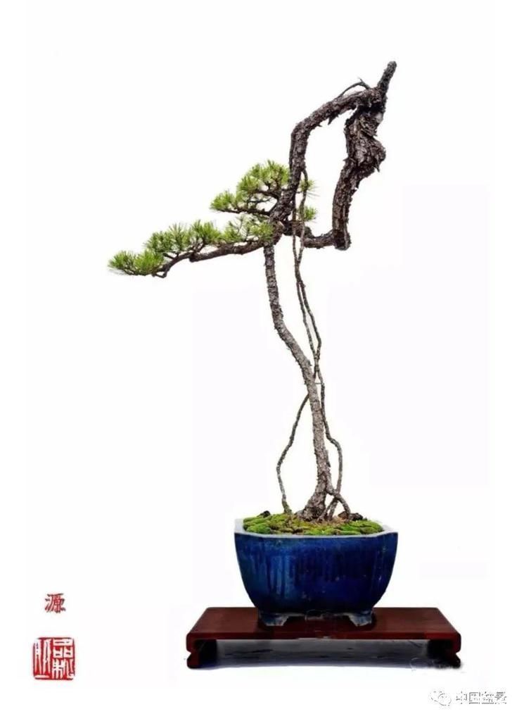 极品附石山松盆景，见过的人都忍不住竖起大拇指！