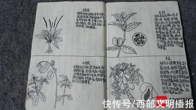 草药&泸州13岁男孩画中草药走红:跟外婆认识草药 小学就展露绘画天赋