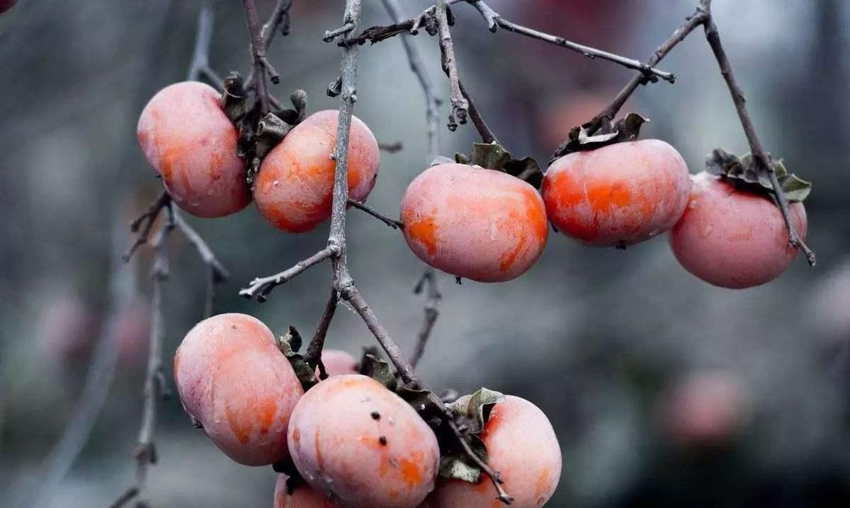 老话说一个柿子十副药，柿子的4个益处，吃了才知道