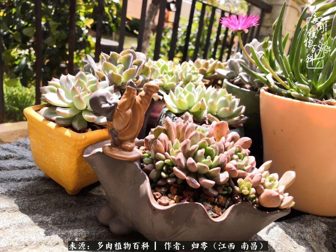 肉肉|人生转个弯,在小院遇见落入凡间的多肉小精灵!