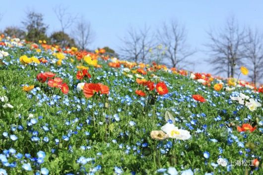 来松江看花海呀！蓝色的、超梦幻