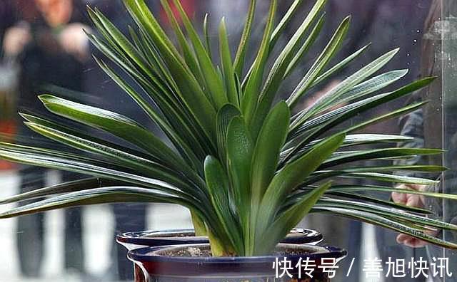 高手”用“黄土”养君子兰,一棵君子兰,不断生小芽,变成几十盆