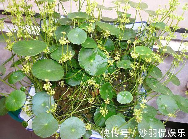 3种花与月季不同，长出“花苞”马上剪，要不颜值低