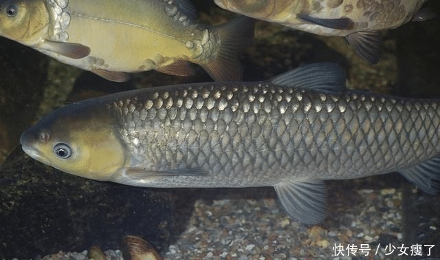 青鱼石竟是青鱼的软骨价值不算贵用途却不少,取出后该如何处理