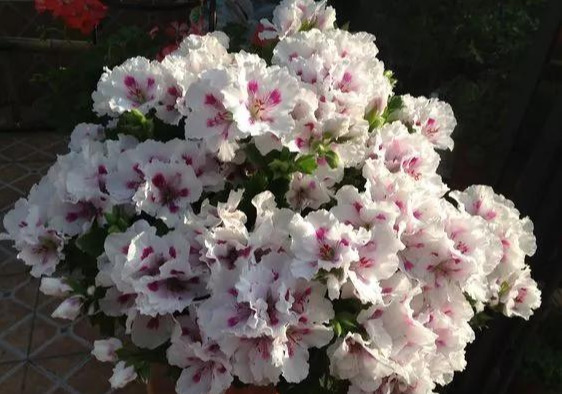 养花技巧粗生粗养也能四季开花！少养1种都觉得亏了