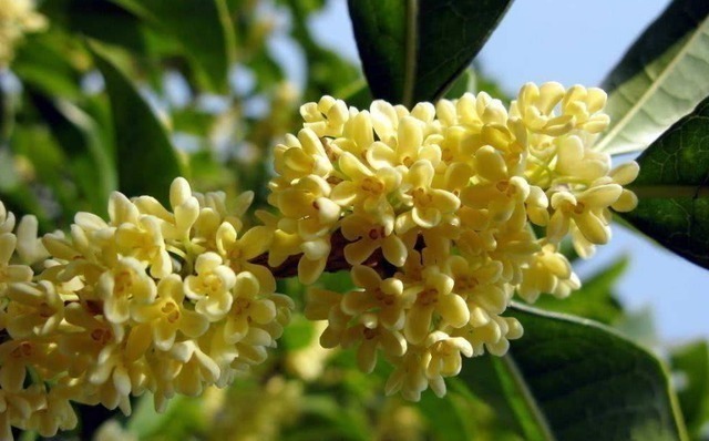 医生|消化科医生养胃很简单,3种“零食”,你若爱吃,胃自然好起来