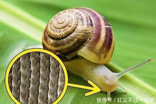 9个冷知识:你以为鲁迅是个呆板的人?其实他是个潮男