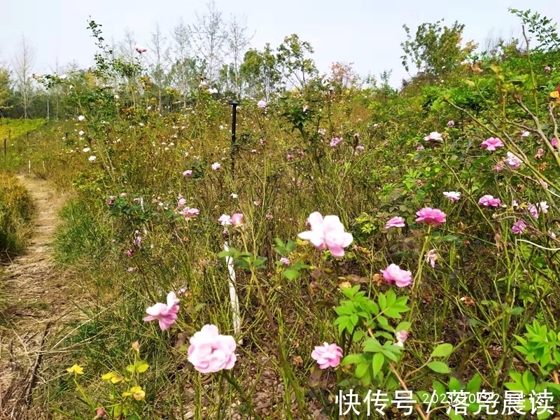 网红达人|郑州西流湖公园初现网红花海数公顷各色花卉芳香扑鼻