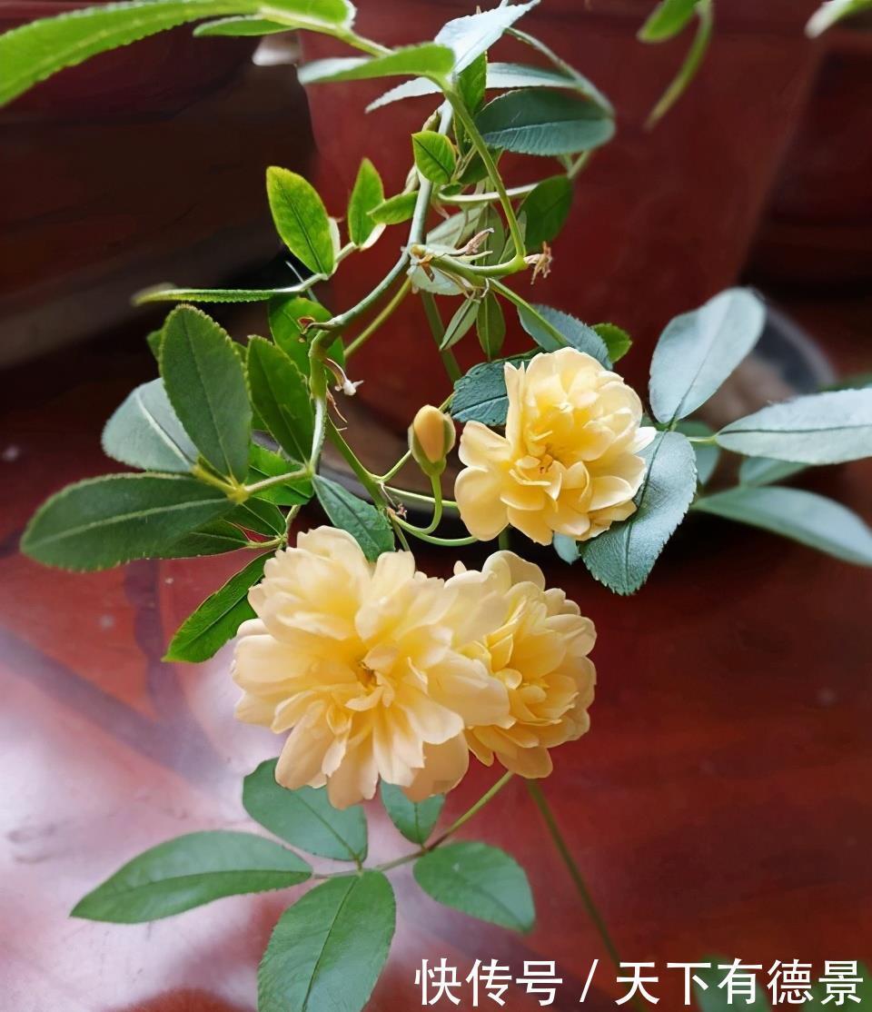 院内栽一株“惊艳时光”的爬藤花,俗称“第一香”,双季有花赏