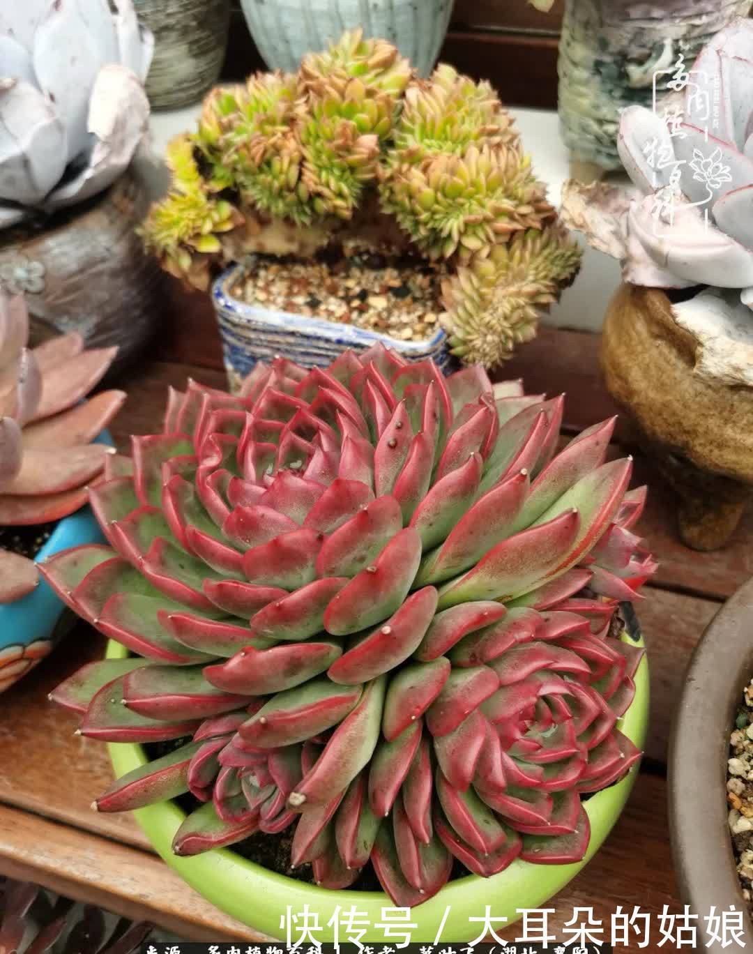 春暖花开，万物复苏，多肉迎来最美时光！