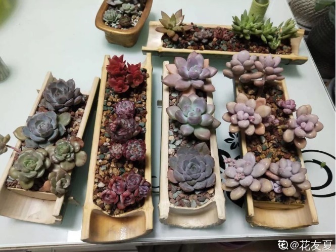 diy|别人不要的烂木桩,我捡回家种多肉,价值翻了20倍!